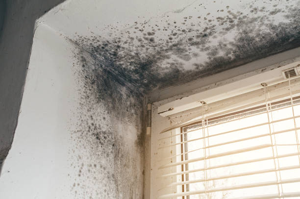 Affordable Black Mold Removal solutions in Mount Ephraim, NJ